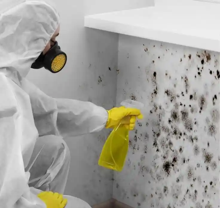 Mold Inspection